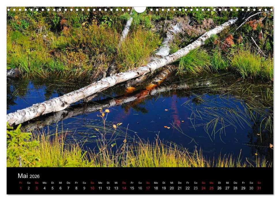 Bäume (CALVENDO Wandkalender 2026)