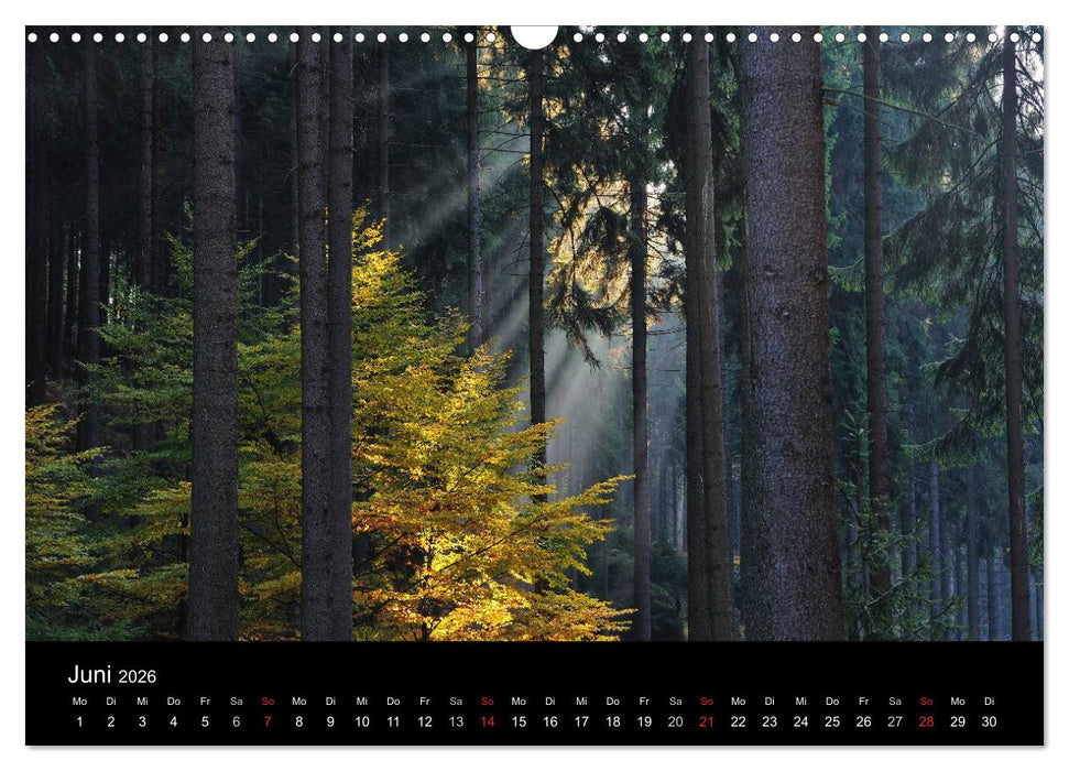 Bäume (CALVENDO Wandkalender 2026)