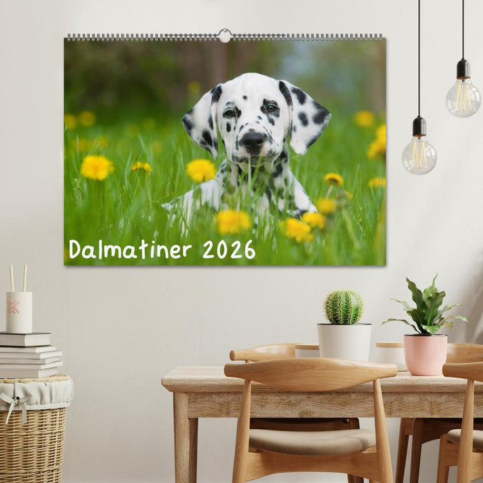 Dalmatiner 2026 (CALVENDO Wandkalender 2026)