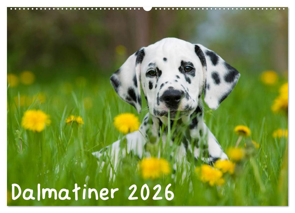Dalmatiner 2026 (CALVENDO Wandkalender 2026)