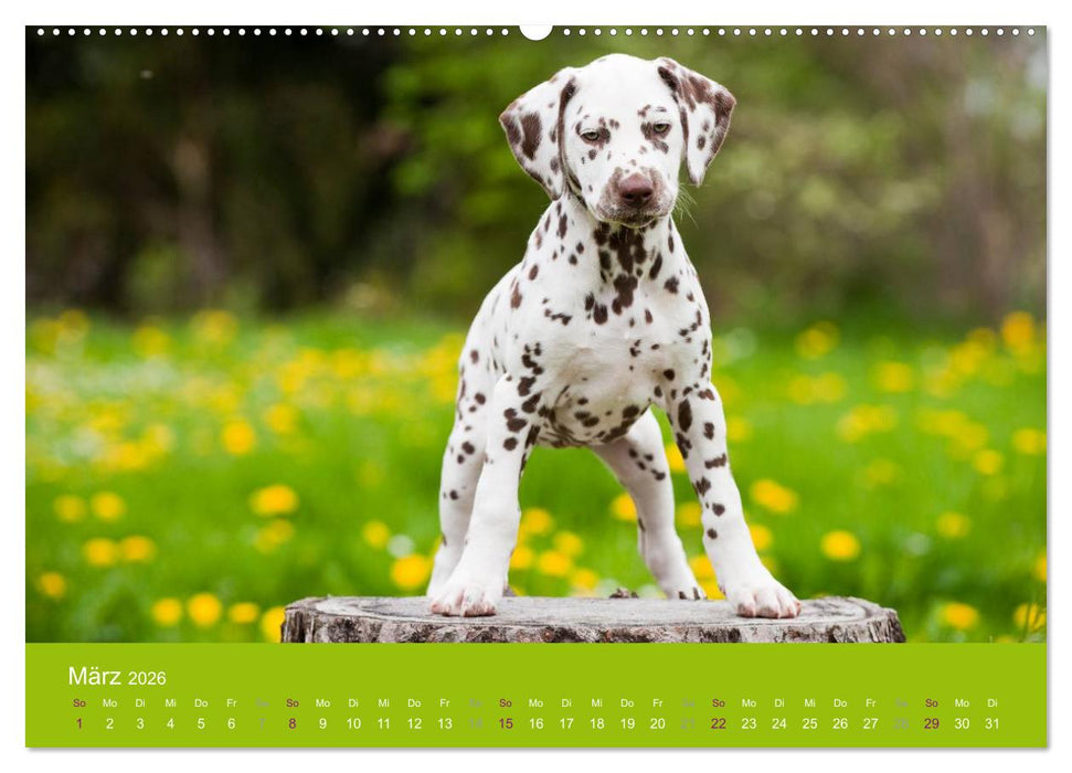Dalmatiner 2026 (CALVENDO Wandkalender 2026)
