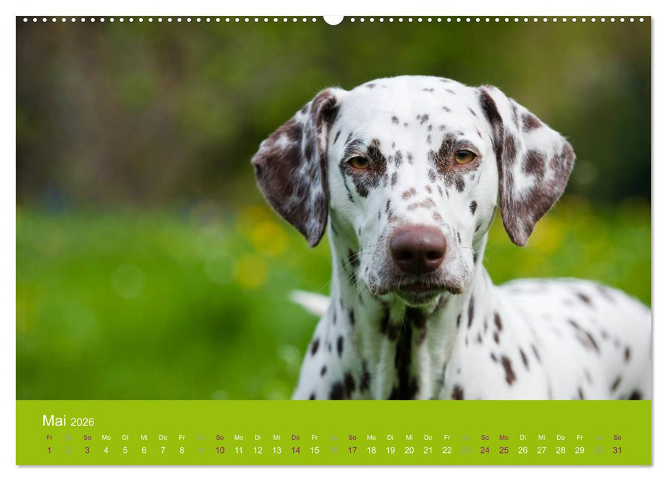 Dalmatiner 2026 (CALVENDO Wandkalender 2026)