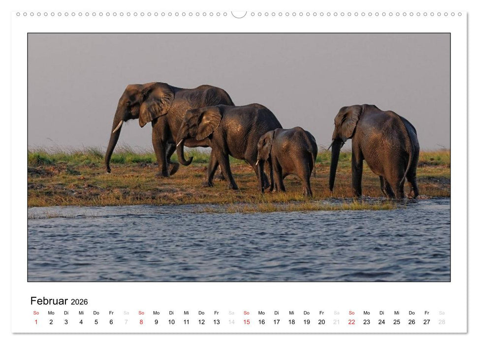 Afrikanische Elefanten (CALVENDO Premium Wandkalender 2026)