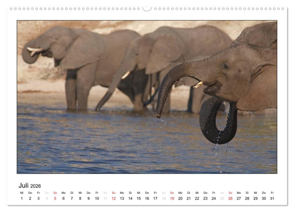 Afrikanische Elefanten (CALVENDO Premium Wandkalender 2026)