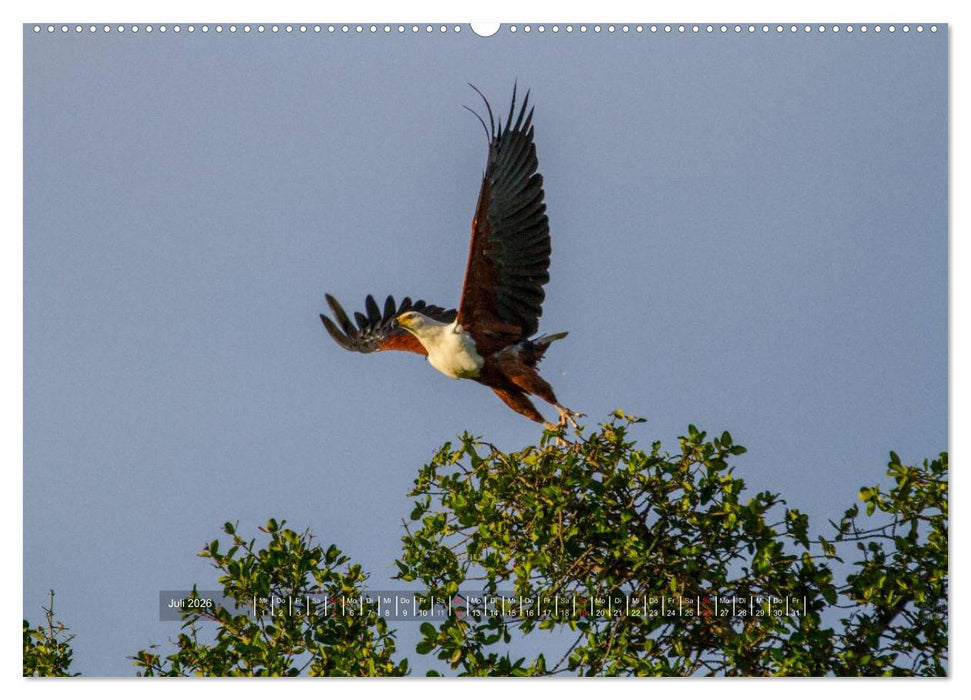 Abenteuer Botswana Afrika - Adventure Botswana (CALVENDO Premium Wandkalender 2026)