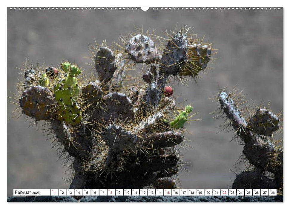 Faszination Kakteen (CALVENDO Wandkalender 2026)