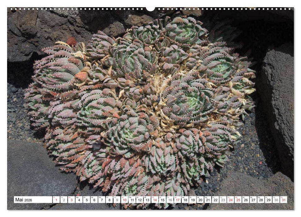 Faszination Kakteen (CALVENDO Wandkalender 2026)
