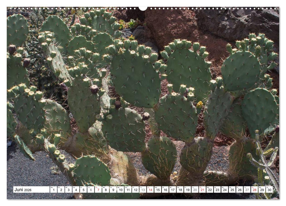 Faszination Kakteen (CALVENDO Wandkalender 2026)