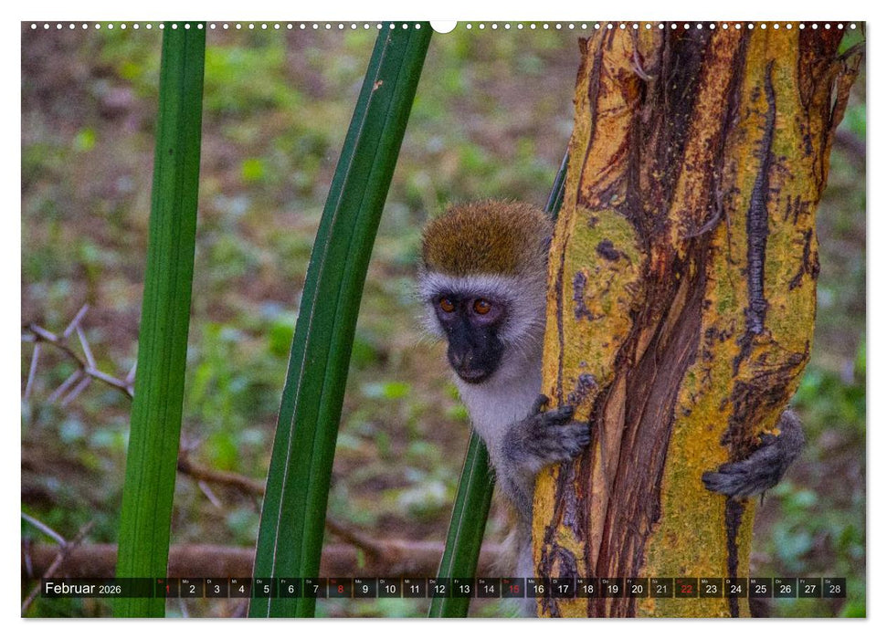 Abenteuer Tansania, Afrika (CALVENDO Premium Wandkalender 2026)