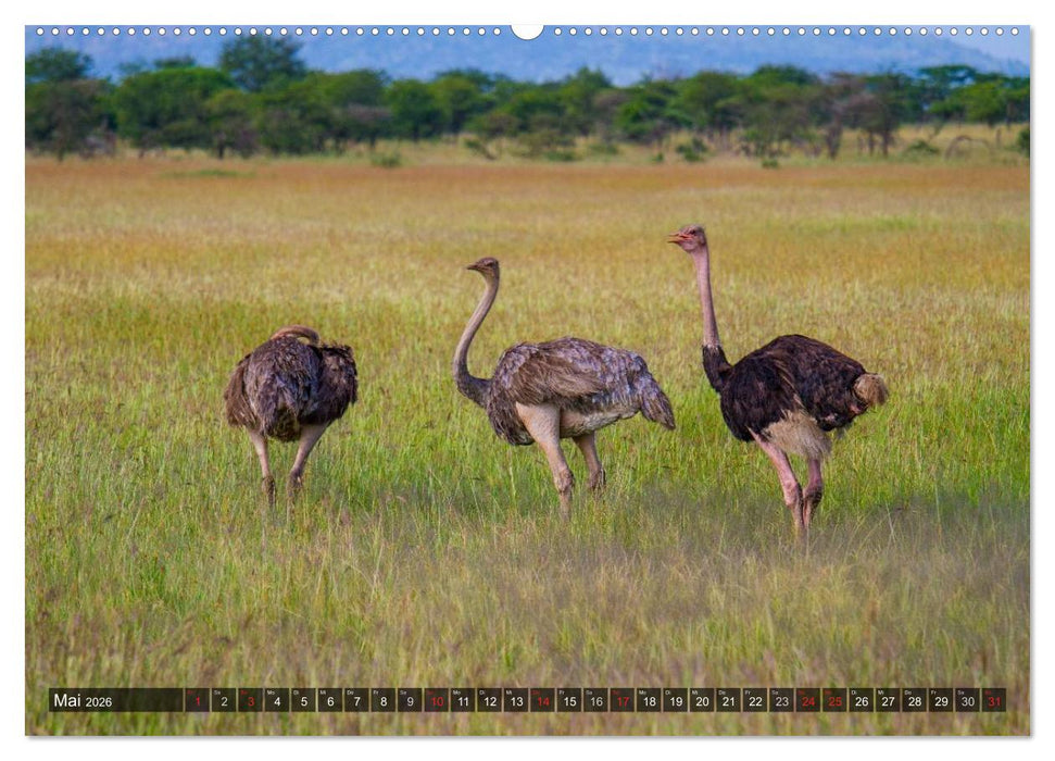 Abenteuer Tansania, Afrika (CALVENDO Premium Wandkalender 2026)