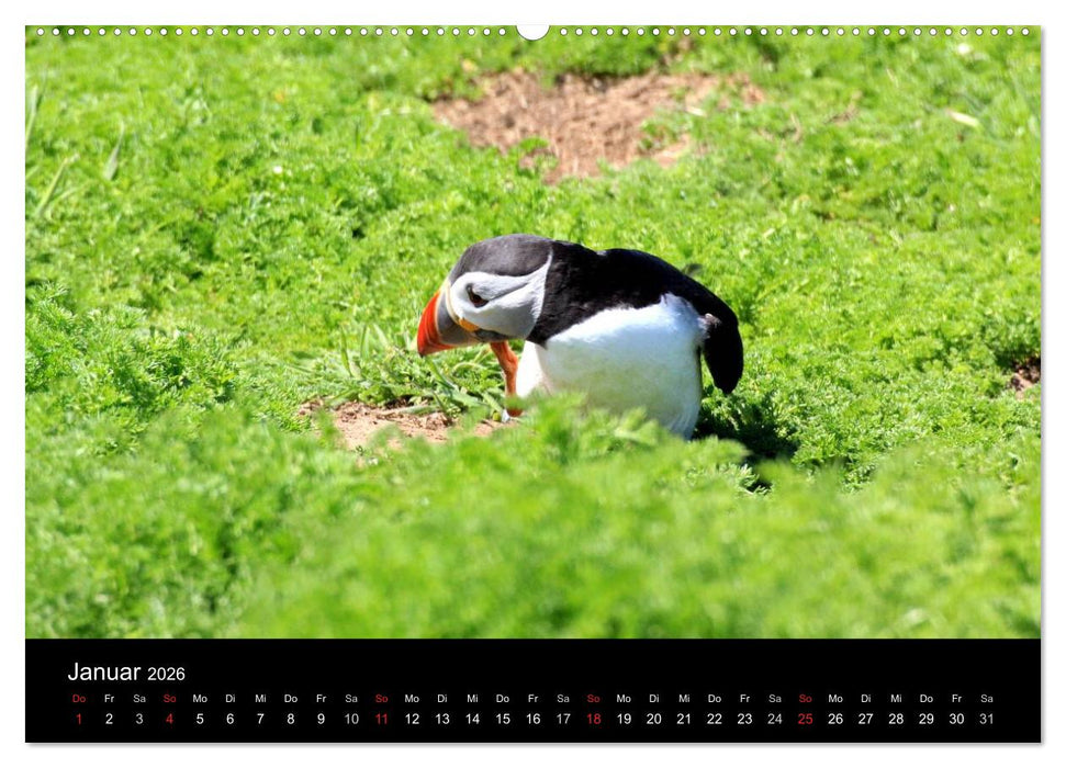 Puffins, Papageitauchern ganz nah (CALVENDO Wandkalender 2026)