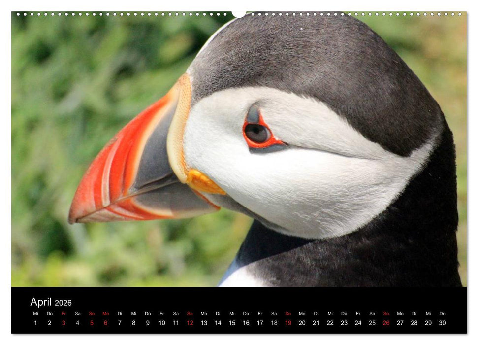 Puffins, Papageitauchern ganz nah (CALVENDO Wandkalender 2026)