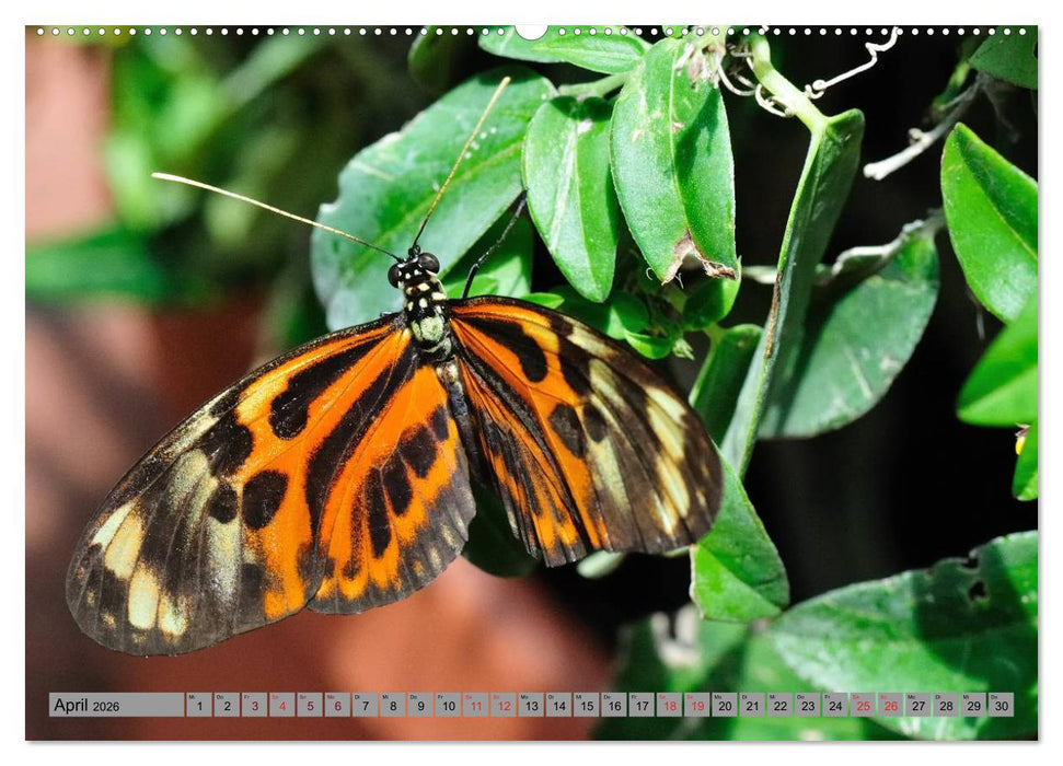 Butterfly's - Schmetterlinge für Zuhause (CALVENDO Premium Wandkalender 2026)