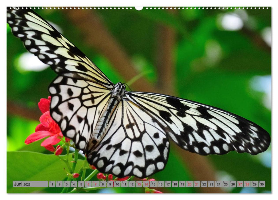 Butterfly's - Schmetterlinge für Zuhause (CALVENDO Premium Wandkalender 2026)