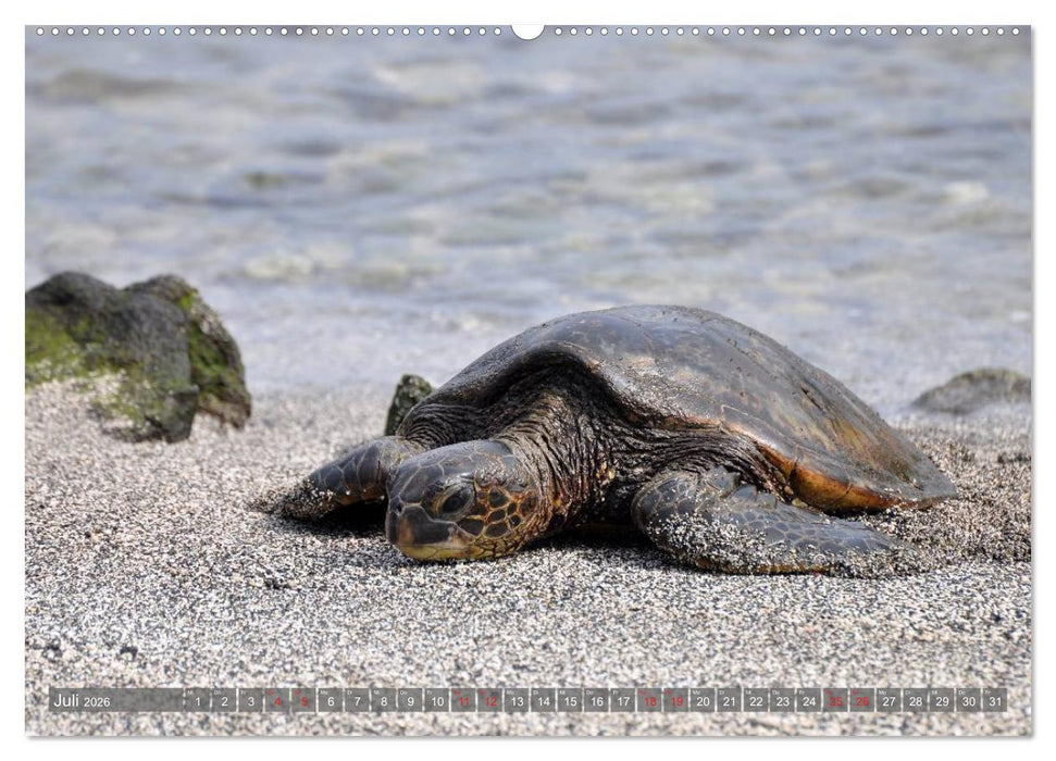 The Big Island of Hawaii (CALVENDO Premium Wandkalender 2026)