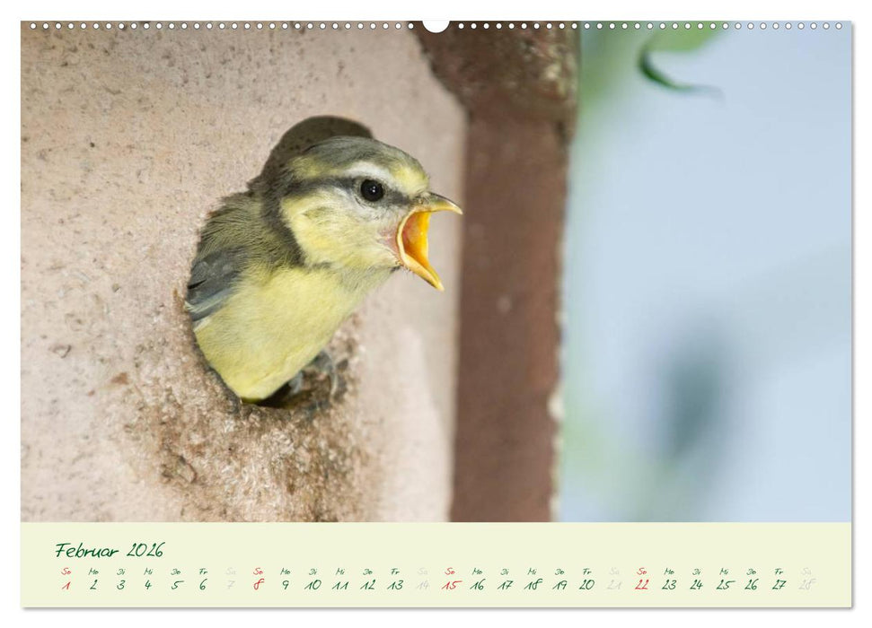 Elternzeit - das Familienleben der Blaumeisen (CALVENDO Wandkalender 2026)