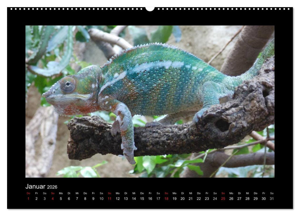 Faszinierende Reptilien (CALVENDO Wandkalender 2026)