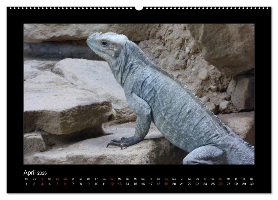 Faszinierende Reptilien (CALVENDO Wandkalender 2026)