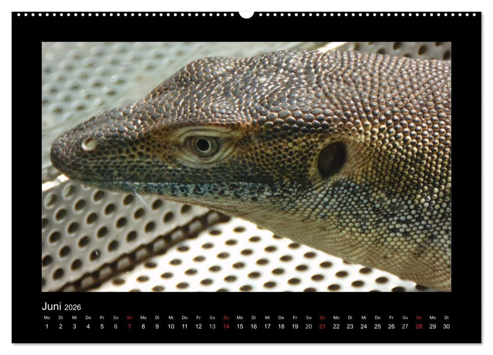 Faszinierende Reptilien (CALVENDO Wandkalender 2026)