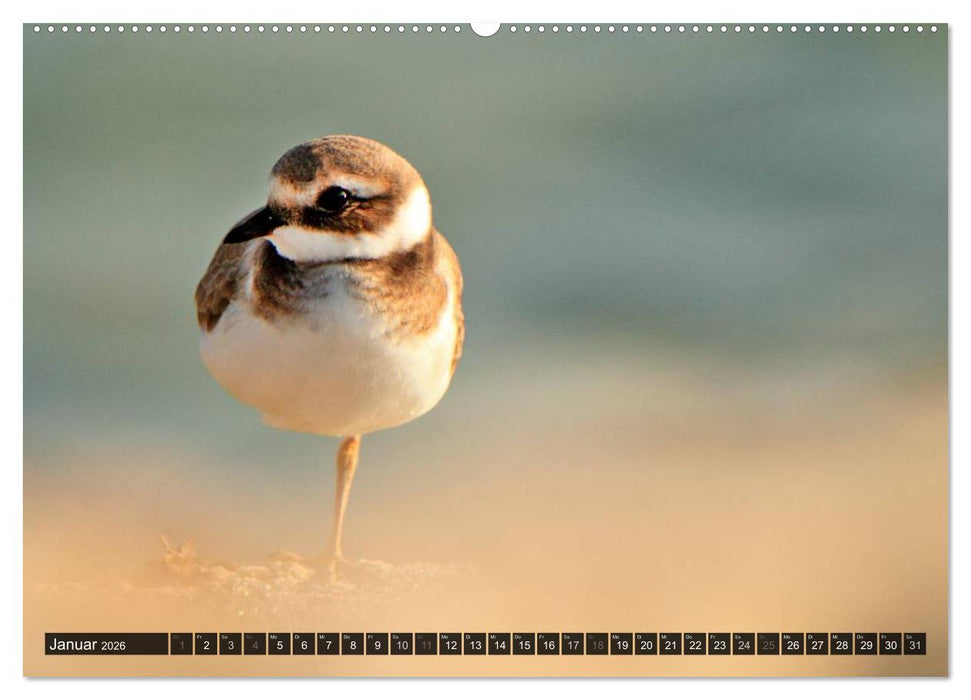 VÖGEL (CALVENDO Wandkalender 2026)