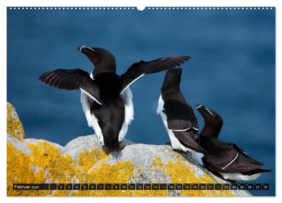 VÖGEL (CALVENDO Wandkalender 2026)