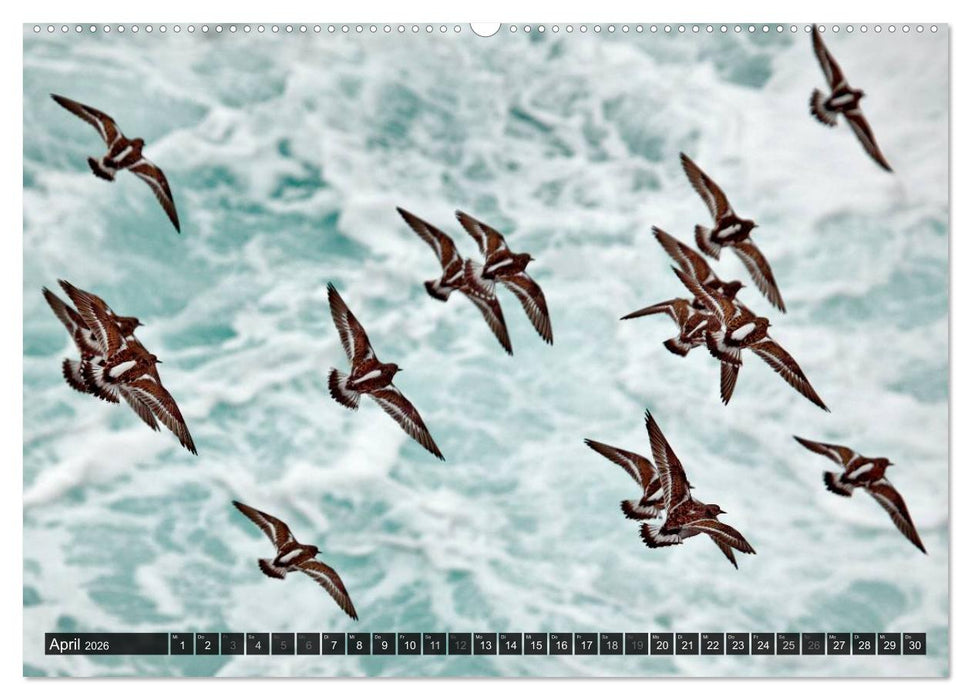 VÖGEL (CALVENDO Wandkalender 2026)