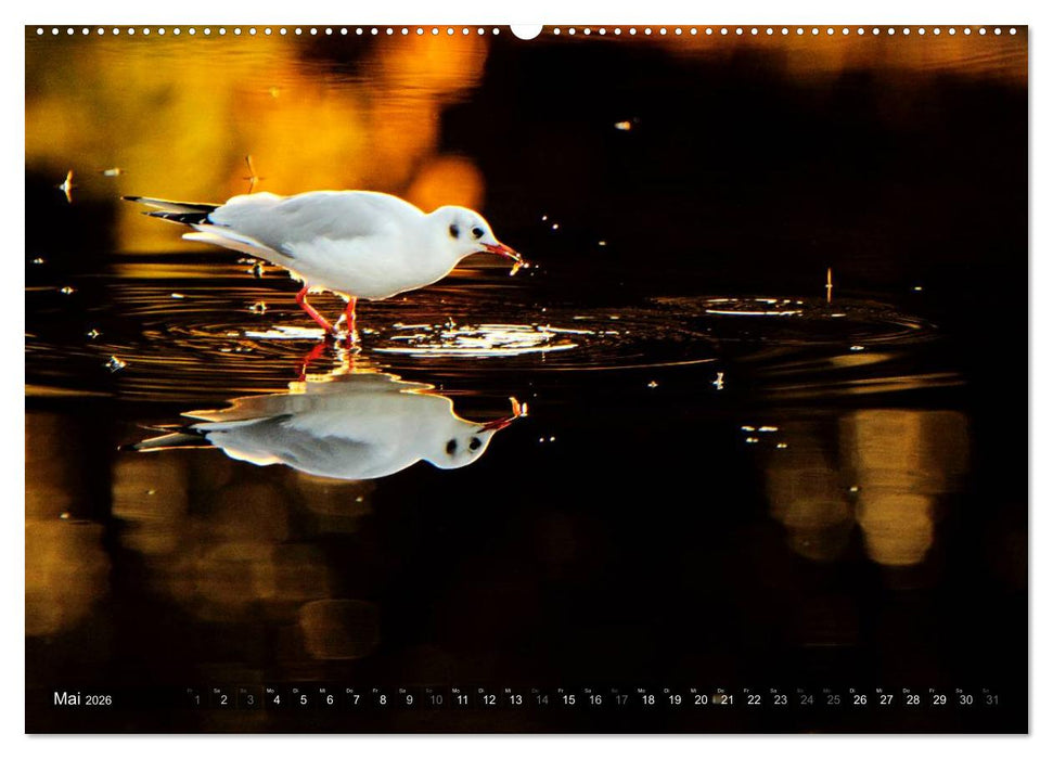 VÖGEL (CALVENDO Wandkalender 2026)