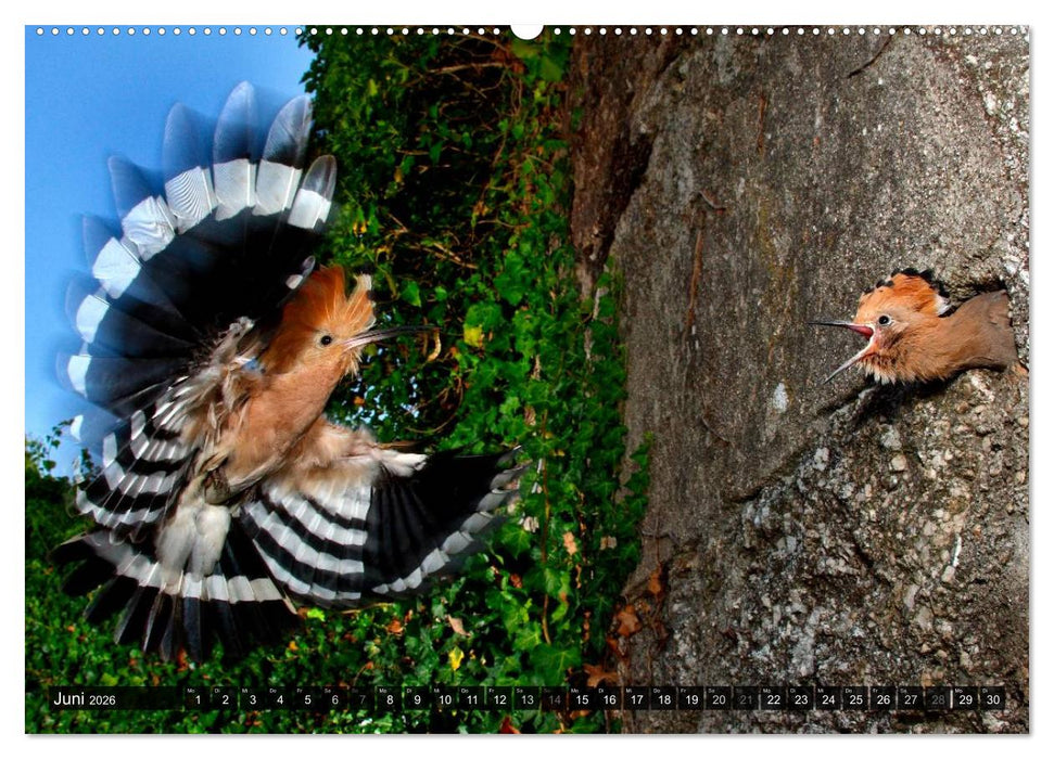 VÖGEL (CALVENDO Wandkalender 2026)
