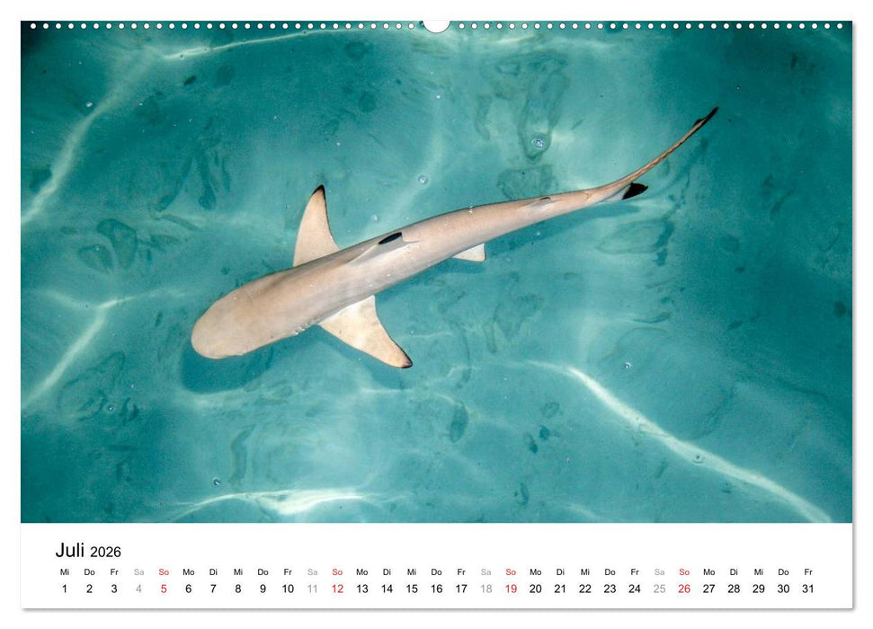 Malediven – Das Paradies im Indischen Ozean III (CALVENDO Premium Wandkalender 2026)