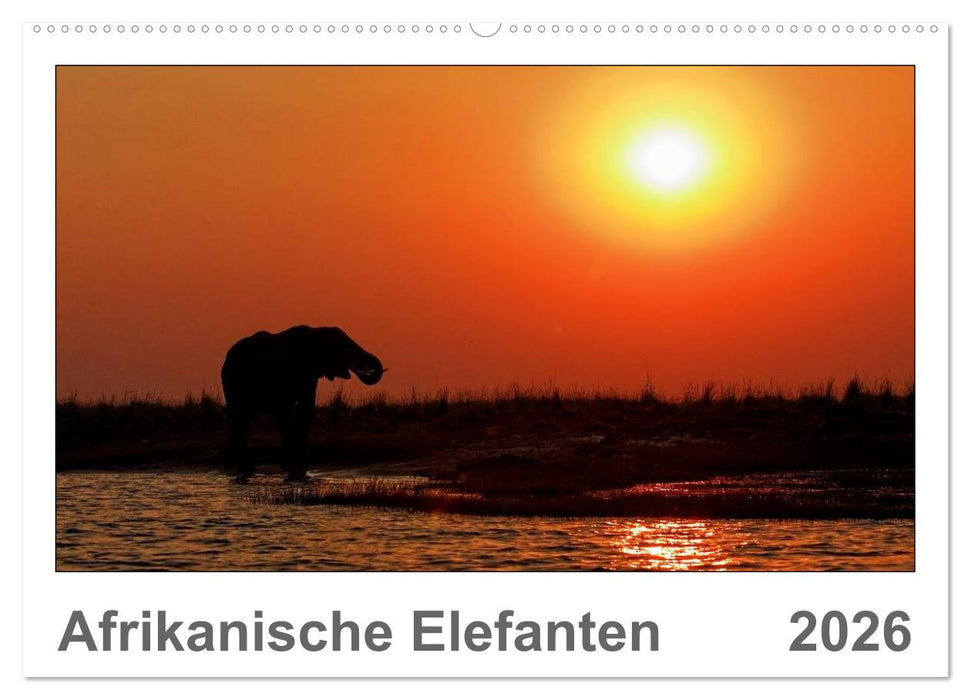 Afrikanische Elefanten (CALVENDO Wandkalender 2026)