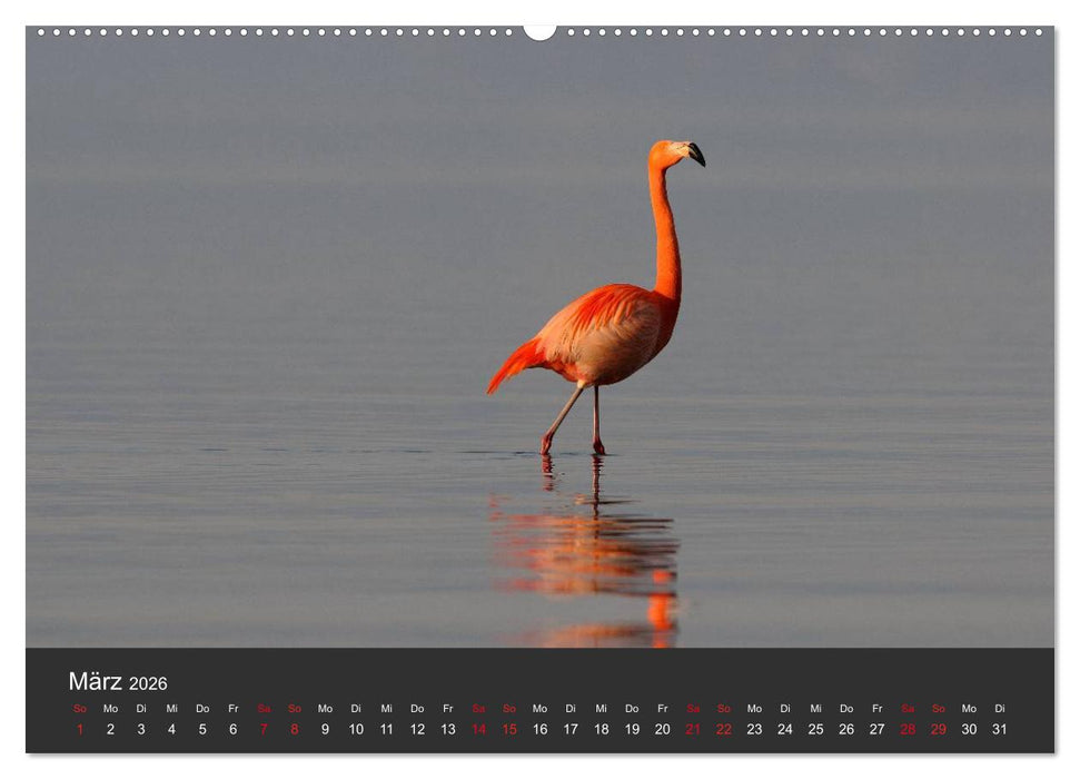 Pretty Flamingo (CALVENDO Premium Wandkalender 2026)