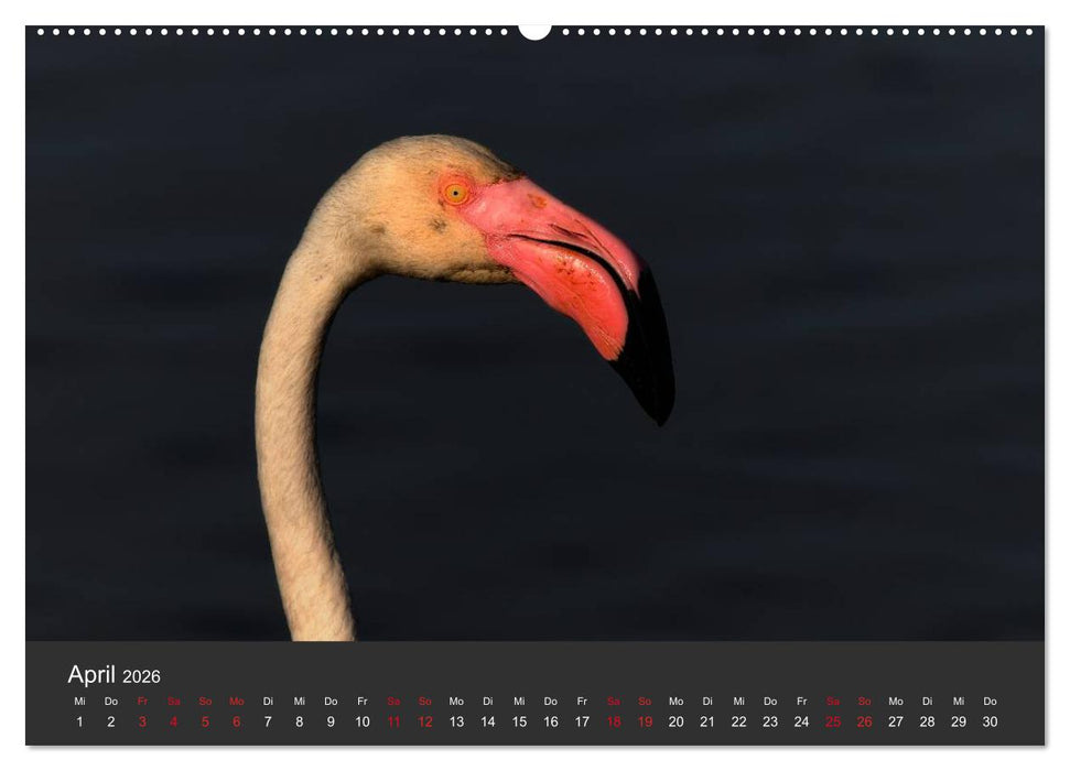 Pretty Flamingo (CALVENDO Premium Wandkalender 2026)