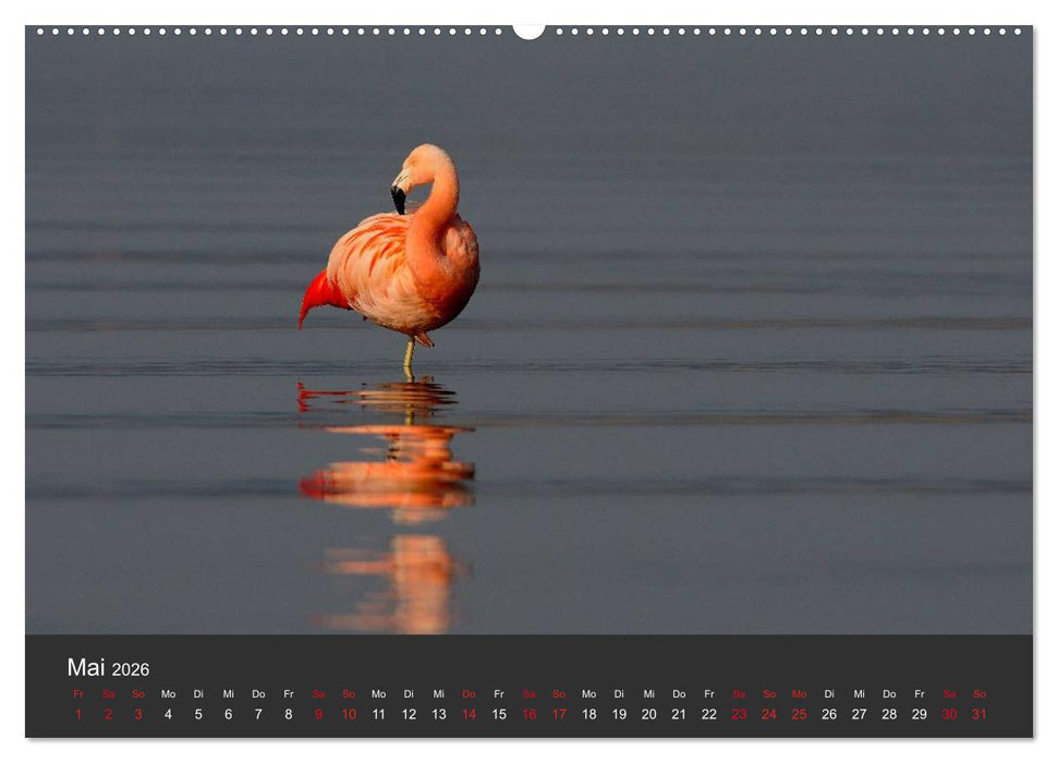 Pretty Flamingo (CALVENDO Premium Wandkalender 2026)