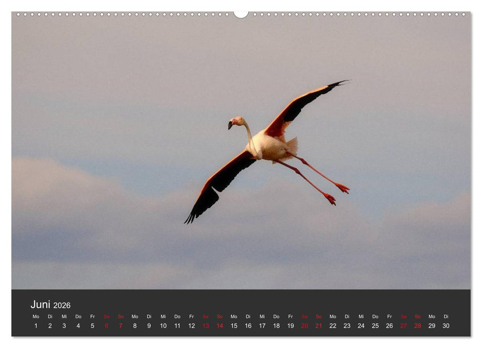 Pretty Flamingo (CALVENDO Premium Wandkalender 2026)