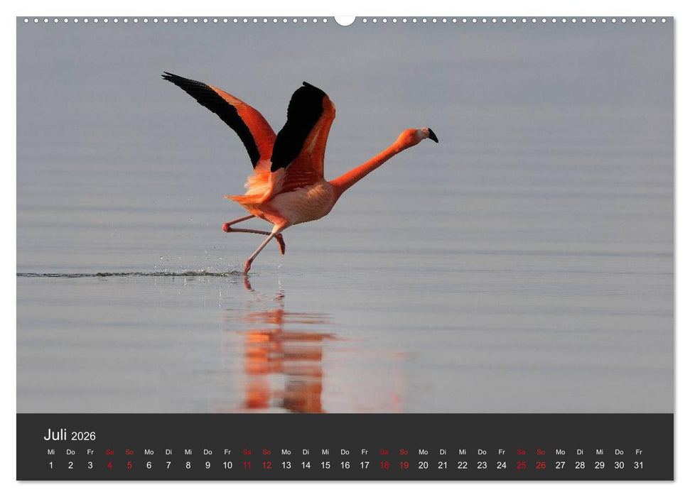 Pretty Flamingo (CALVENDO Premium Wandkalender 2026)