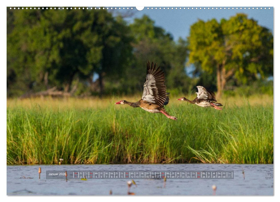 Abenteuer Botswana Afrika - Adventure Botswana (CALVENDO Wandkalender 2026)