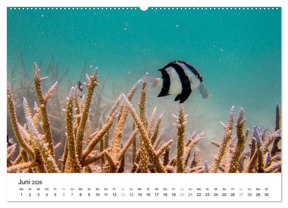 Unterwasserwelt der Malediven II (CALVENDO Premium Wandkalender 2026)