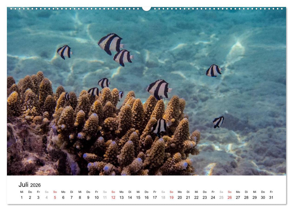 Unterwasserwelt der Malediven II (CALVENDO Premium Wandkalender 2026)