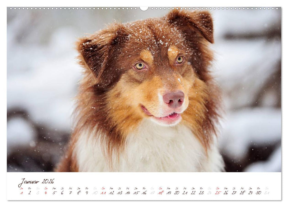 Wunderbare Australian Shepherds (CALVENDO Premium Wandkalender 2026)