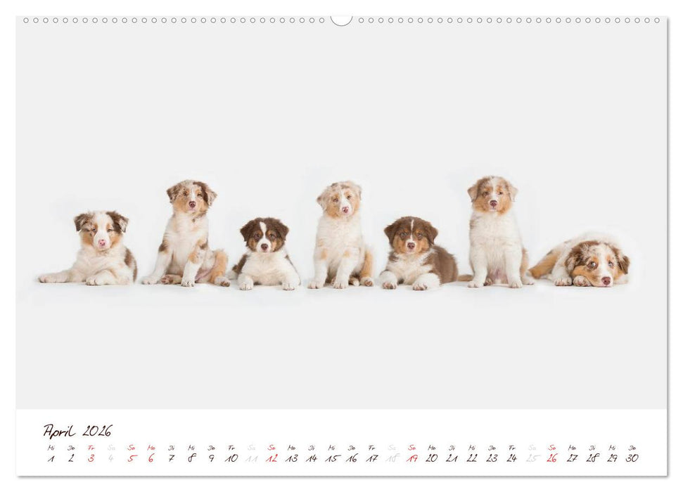 Wunderbare Australian Shepherds (CALVENDO Premium Wandkalender 2026)