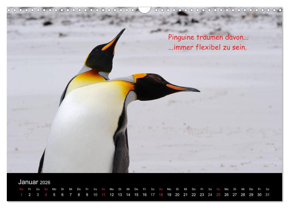 Wovon Pinguine träumen (CALVENDO Wandkalender 2026)