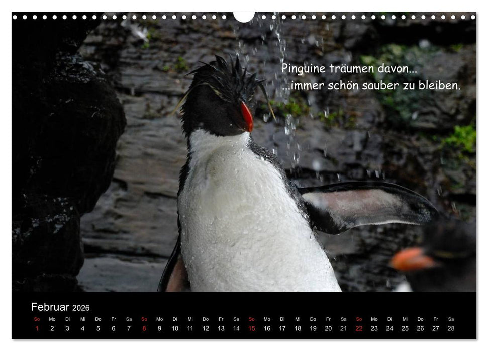 Wovon Pinguine träumen (CALVENDO Wandkalender 2026)