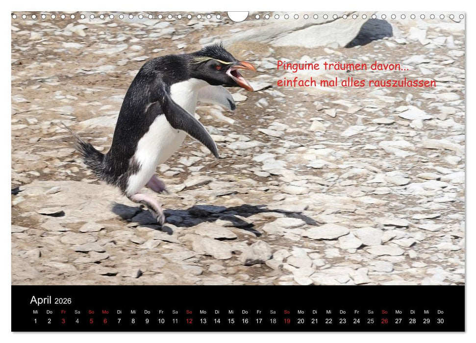 Wovon Pinguine träumen (CALVENDO Wandkalender 2026)