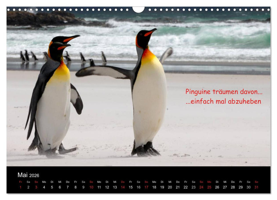 Wovon Pinguine träumen (CALVENDO Wandkalender 2026)