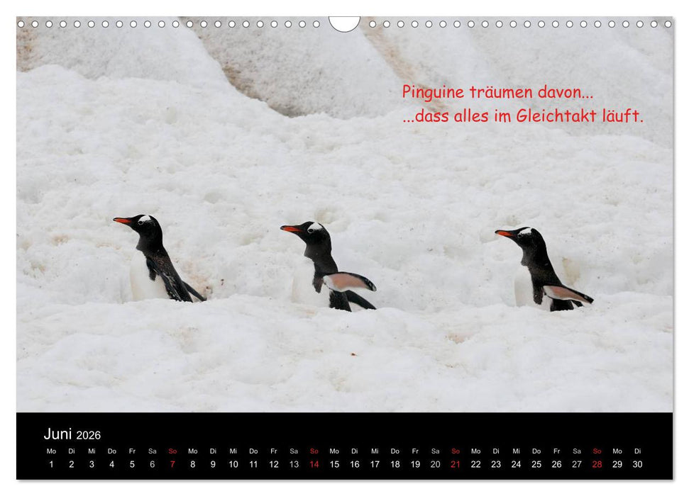 Wovon Pinguine träumen (CALVENDO Wandkalender 2026)