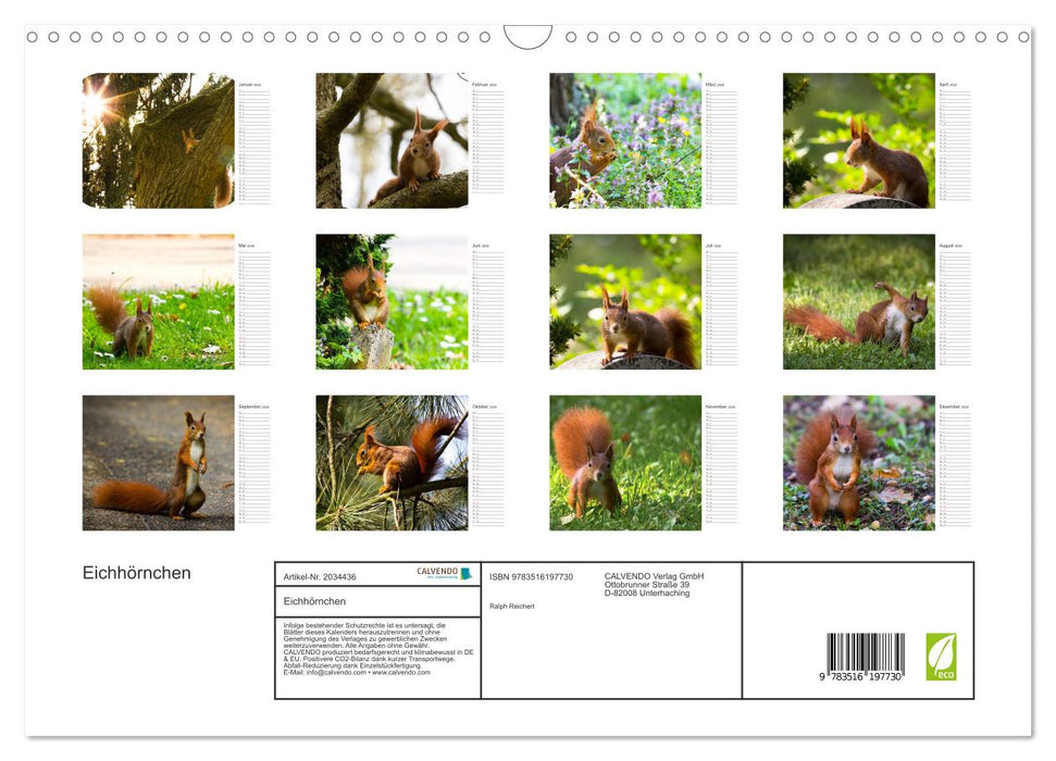 Eichhörnchen (CALVENDO Wandkalender 2026)
