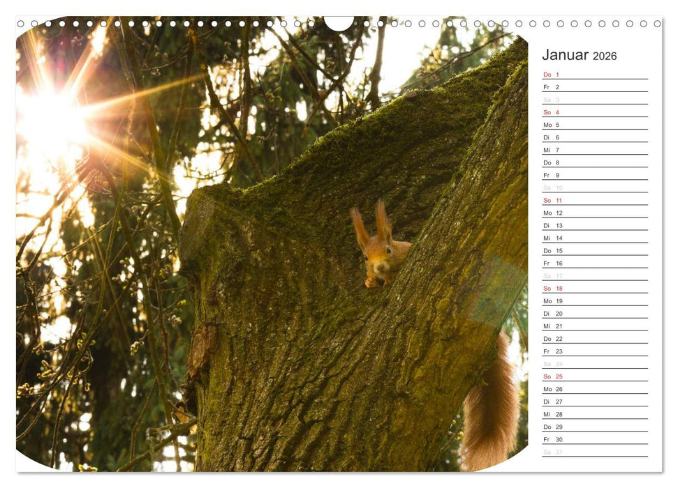 Eichhörnchen (CALVENDO Wandkalender 2026)