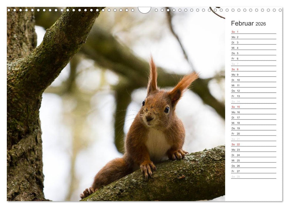 Eichhörnchen (CALVENDO Wandkalender 2026)
