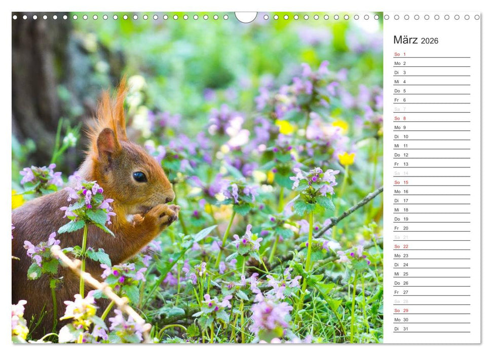 Eichhörnchen (CALVENDO Wandkalender 2026)