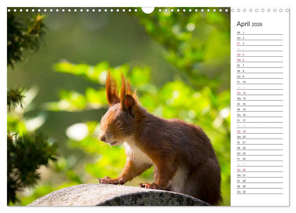 Eichhörnchen (CALVENDO Wandkalender 2026)